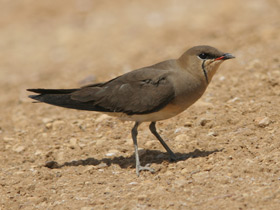 Фото Степная тиркушка
