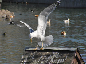 Смотреть фото Серебристая чайка Фото Серебристая чайка