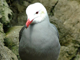 Чайка Хеерманна Чайка Хеерманна