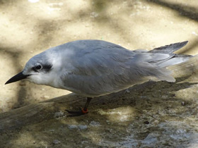 Фото Чайконосая крачка