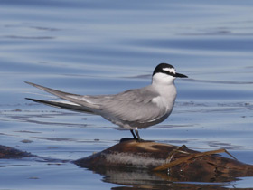 Фото Алеутская крачка