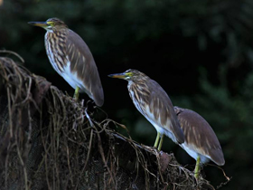 Фото Индийская желтая цапля