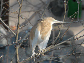 Фото Желтая цапля