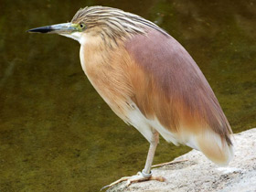 Фото Желтая цапля