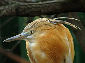 Фото Желтая цапля