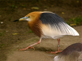 Фото Малайская желтая цапля