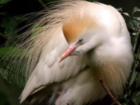 Фото Египетская цапля