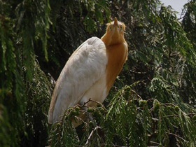 Фото Египетская цапля