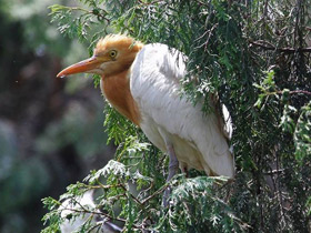 Фото Египетская цапля