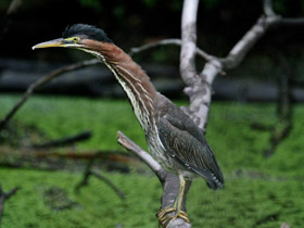 Фото Американская зелёная кваква