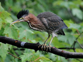 Фото Американская зелёная кваква