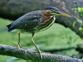 Фото Американская зелёная кваква