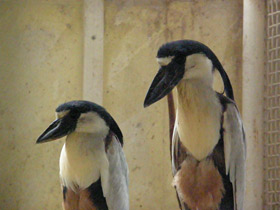 Фото Челноклюв