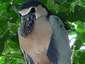 Фото Челноклюв