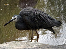 Фото Белолицая цапля