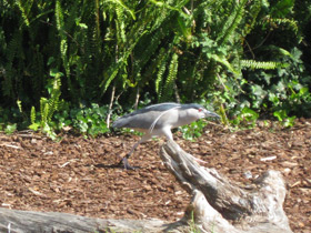 Фото Кваква