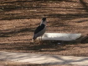 Фото Кваква