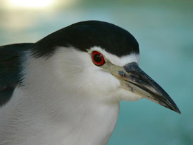 Фото Кваква