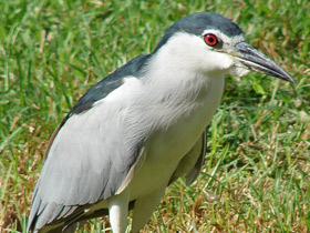 Фото Кваква