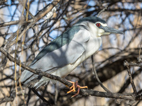 Фото Кваква