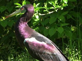 Фото Дождевой аист