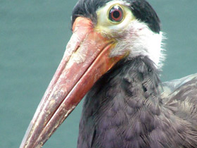 Фото Малайский шерстистошейный аист