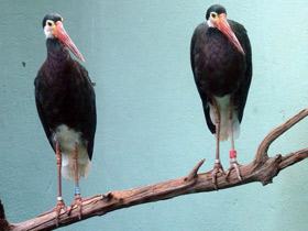 Фото Малайский шерстистошейный аист