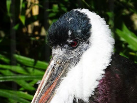 Фото Малайский шерстистошейный аист