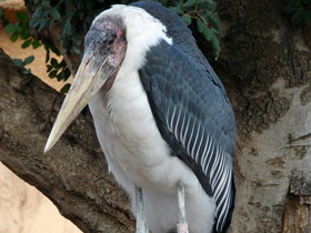 Фото Африканский марабу
