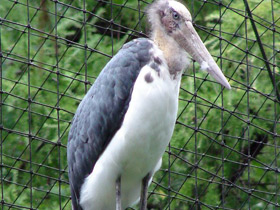 Фото Африканский марабу