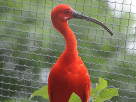 Фото Красный ибис