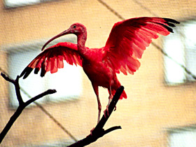 Фото Красный ибис