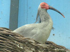 Фото Красноногий ибис