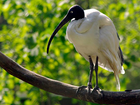 Фото Мадагаскарский ибис