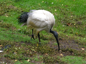 Фото Священный ибис