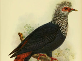 Фото Маврикийский синий голубь