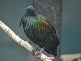 Смотреть фото Никобарский голубь Фото Никобарский голубь