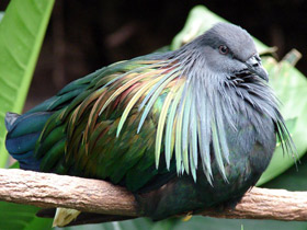 Смотреть фото Никобарский голубь Фото Никобарский голубь