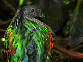 Смотреть фото Никобарский голубь Фото Никобарский голубь