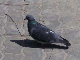 Смотреть фото Чем нельзя кормить домашних животных? Фото Чем нельзя кормить домашних животных?