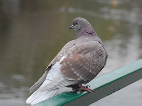 Фото Сизый голубь
