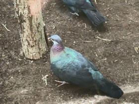 Фото Белогорлый голубь