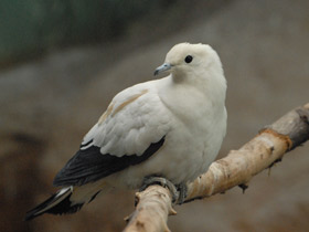 Фото Двуцветный голубь