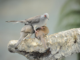 Смотреть фото Бриллиантовая горлица Фото Бриллиантовая горлица