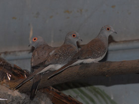 Смотреть фото Бриллиантовая горлица Фото Бриллиантовая горлица