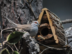 Смотреть фото Бриллиантовая горлица Фото Бриллиантовая горлица