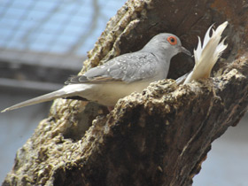 Смотреть фото Бриллиантовая горлица Фото Бриллиантовая горлица