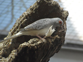 Смотреть фото Бриллиантовая горлица Фото Бриллиантовая горлица