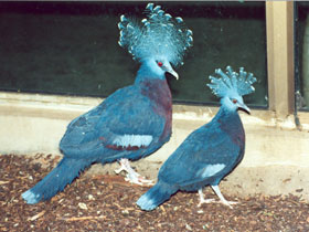 Смотреть фото Веероносный голубь Фото Веероносный голубь