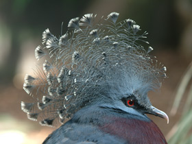 Веероносный голубь Веероносный голубь